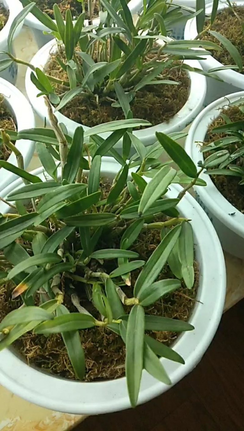 基地直发霍山石斛4年盆景起批品质好生长产量成活率高