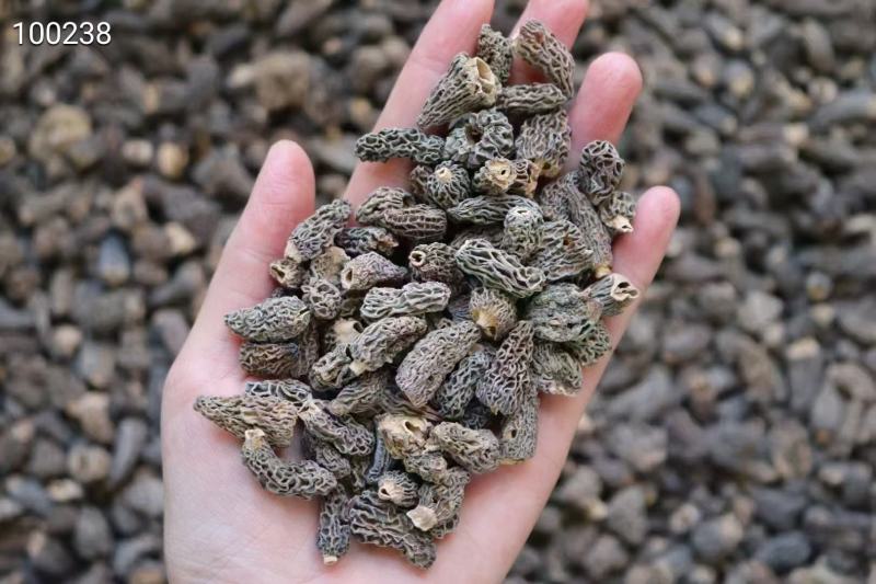 野生羊肚菌巴基斯坦羊肚菌小个头纯野生干活