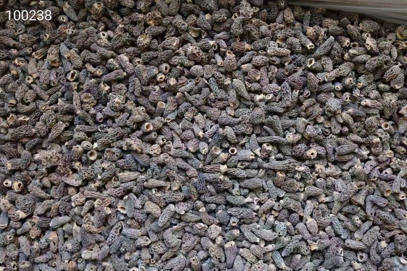 野生羊肚菌巴基斯坦羊肚菌小个头纯野生干活
