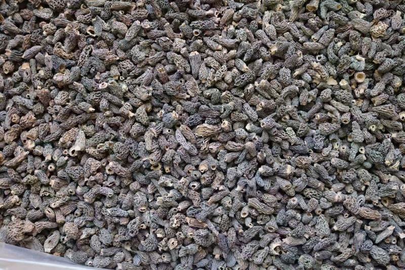野生羊肚菌巴基斯坦羊肚菌小个头纯野生干活
