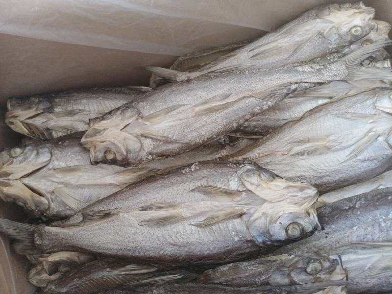 盐干鱼，蓝刀鱼，白消鱼，翘嘴鱼