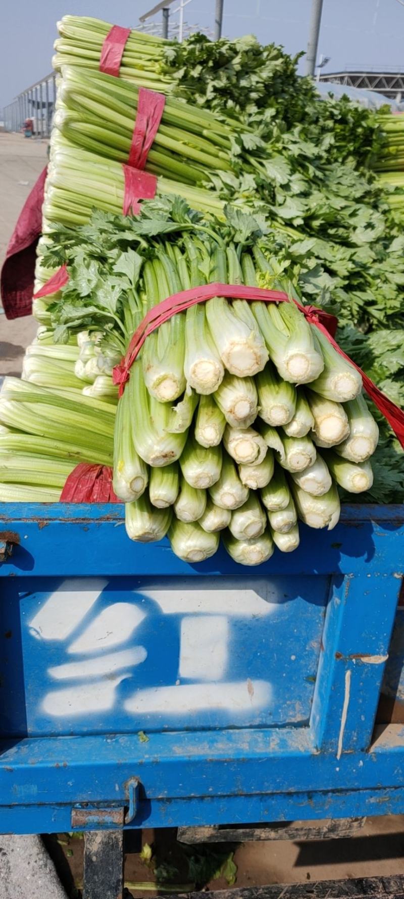 芹菜，优质芹菜，精品芹菜，产地直供，货源充足！