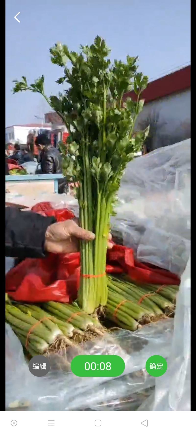 芹菜，优质芹菜，精品芹菜，产地直供，货源充足！