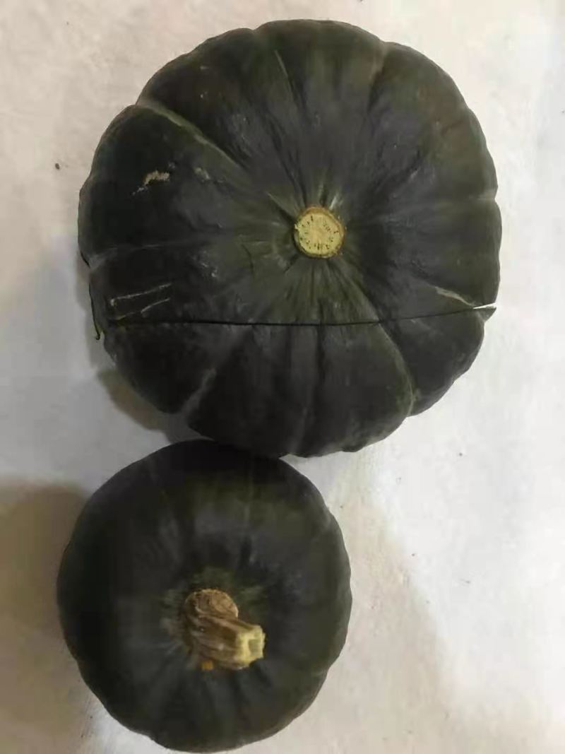 贝贝瓜大量有货需要联系
