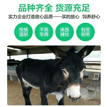 出售活驴小驴仔活体肉驴驹黑驴德州驴三粉驴乌头驴母驴