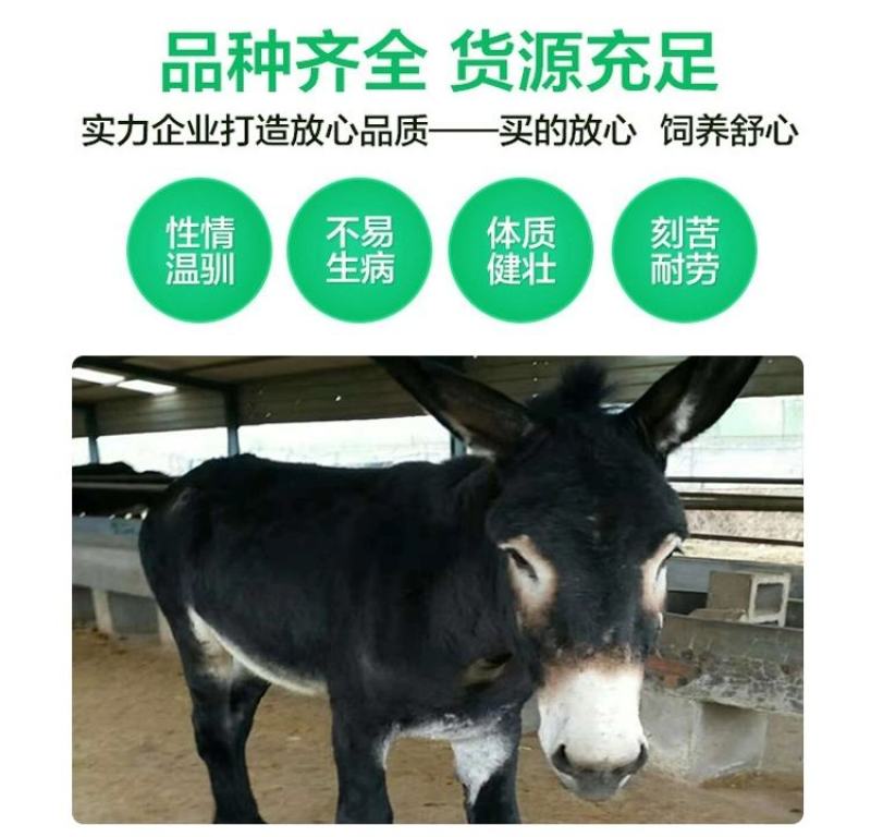 出售活驴小驴仔活体肉驴驹黑驴德州驴三粉驴乌头驴母驴