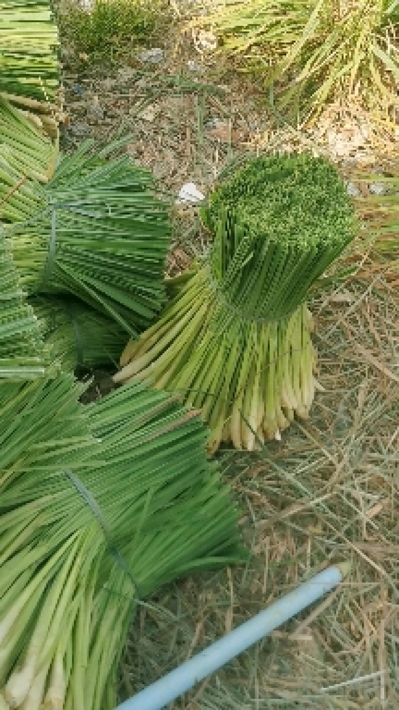 香茅草，质量优、量大有优惠够大条，诚信经营。