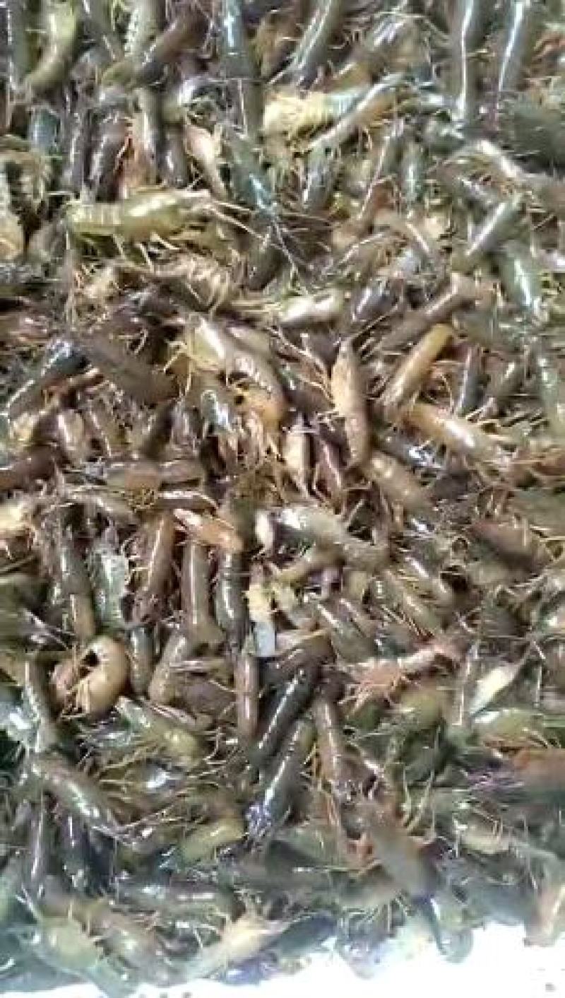 虾苗人工养殖种苗小龙虾苗，龙虾种。便宜出售，包送塘口