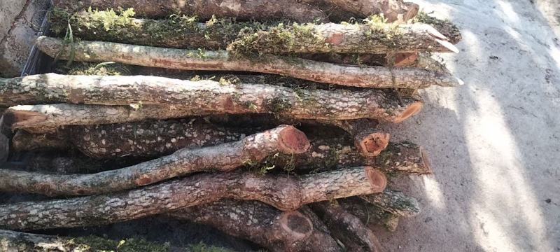 滇鸡血藤，属称黑老虎，