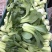 永年精品。上海青小油菜二两以上长期有货可供各大商超