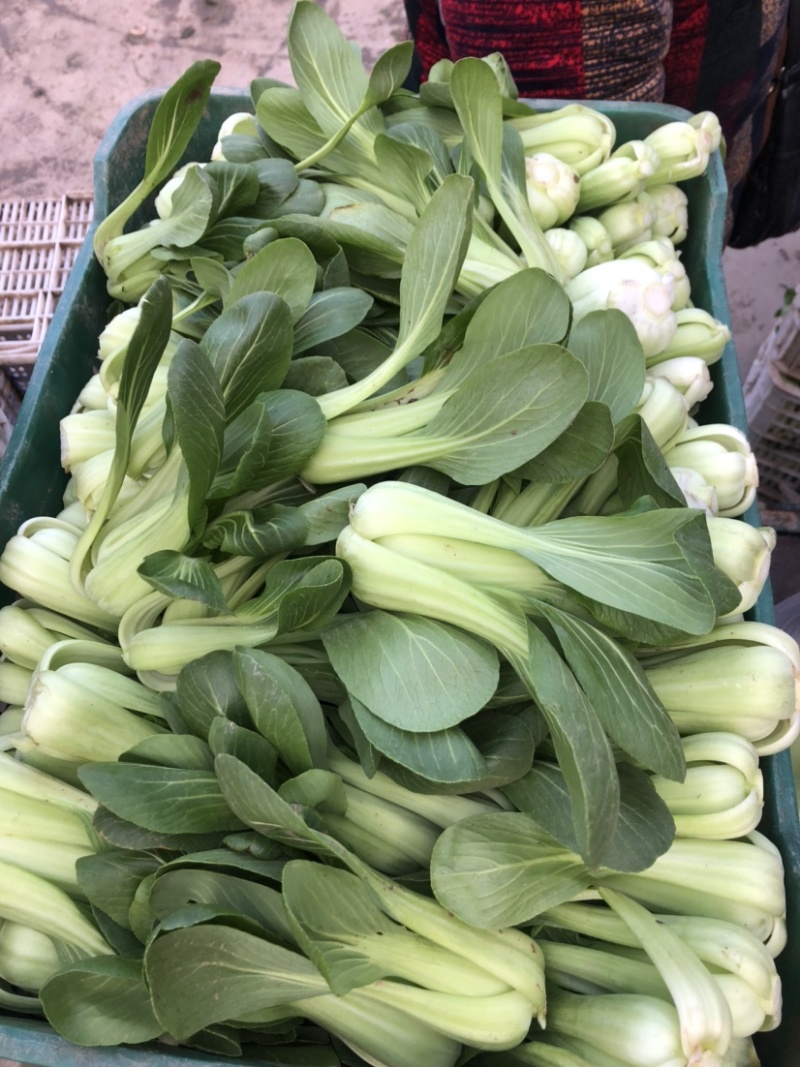 永年精品。上海青小油菜二两以上长期有货可供各大商超