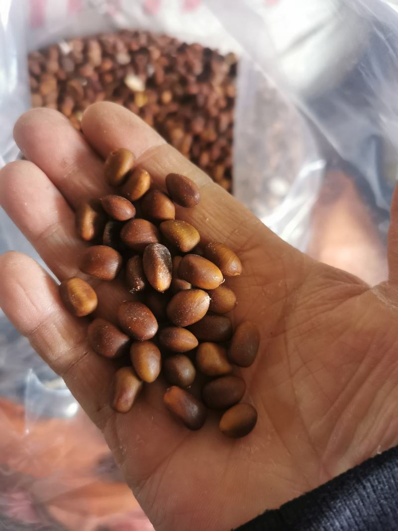 皂角籽，皂角种子皂角籽