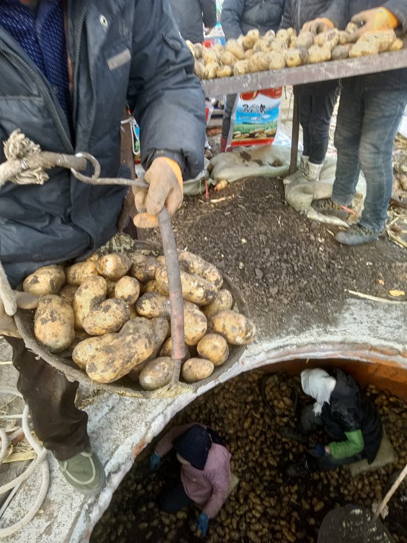 黑龙江荷兰十五土豆种子，荷兰806土豆种子，荷兰七种子