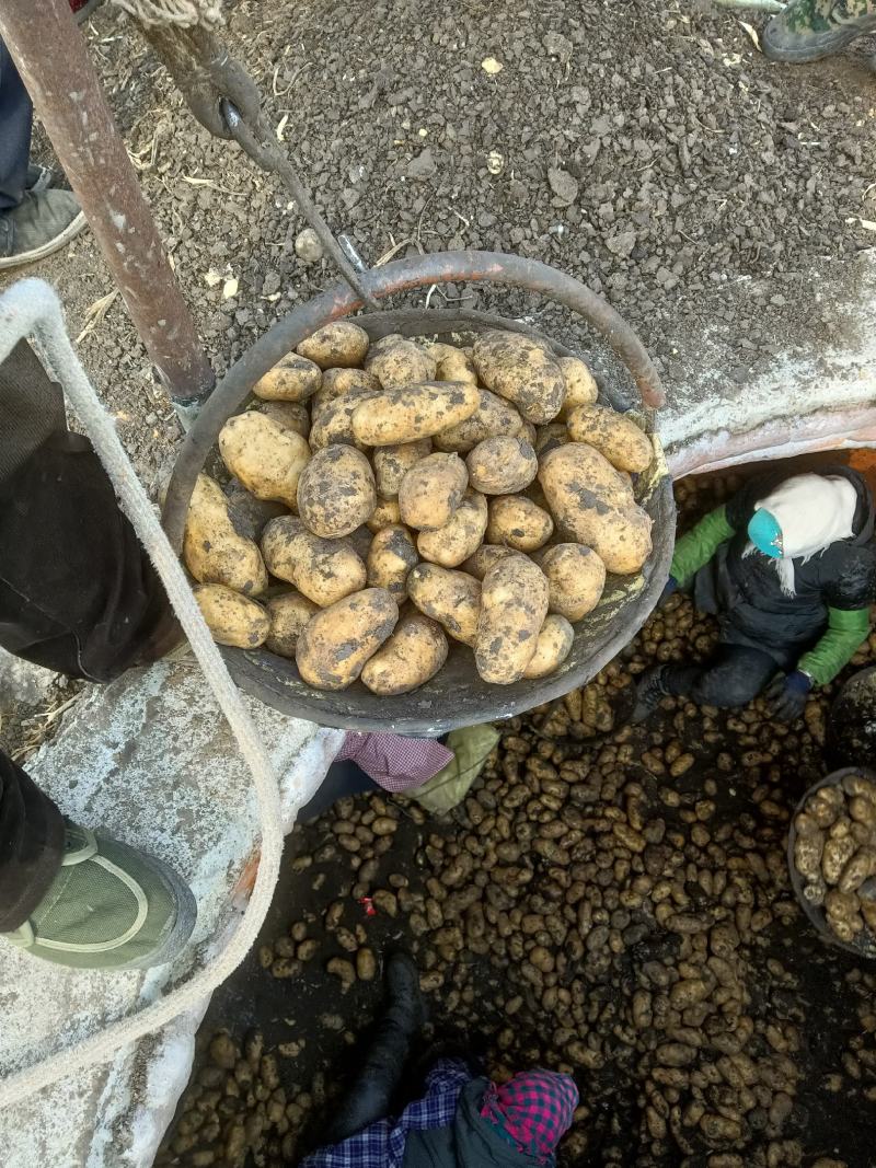 黑龙江荷兰十五土豆种子，荷兰806土豆种子，荷兰七种子