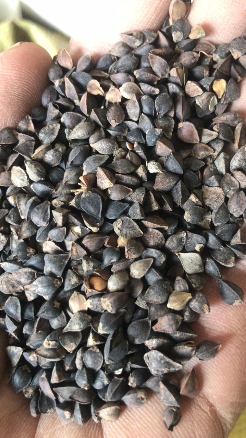 甘肃荞麦颗粒饱满无杂质比重机筛选上车价主营
