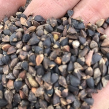 甘肃荞麦颗粒饱满无杂质比重机筛选上车价主营