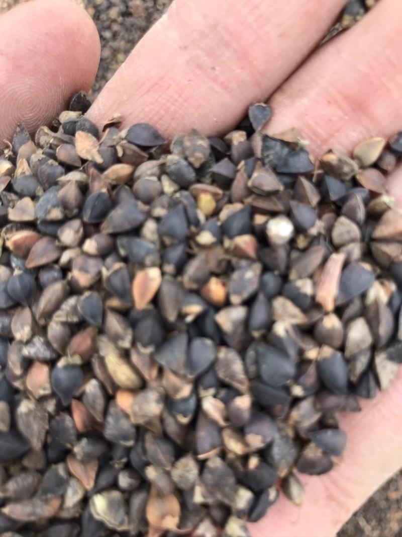 甘肃荞麦颗粒饱满无杂质比重机筛选上车价主营
