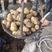 荷兰十五种薯荷兰806种子，荷兰803原种优质脱毒种薯