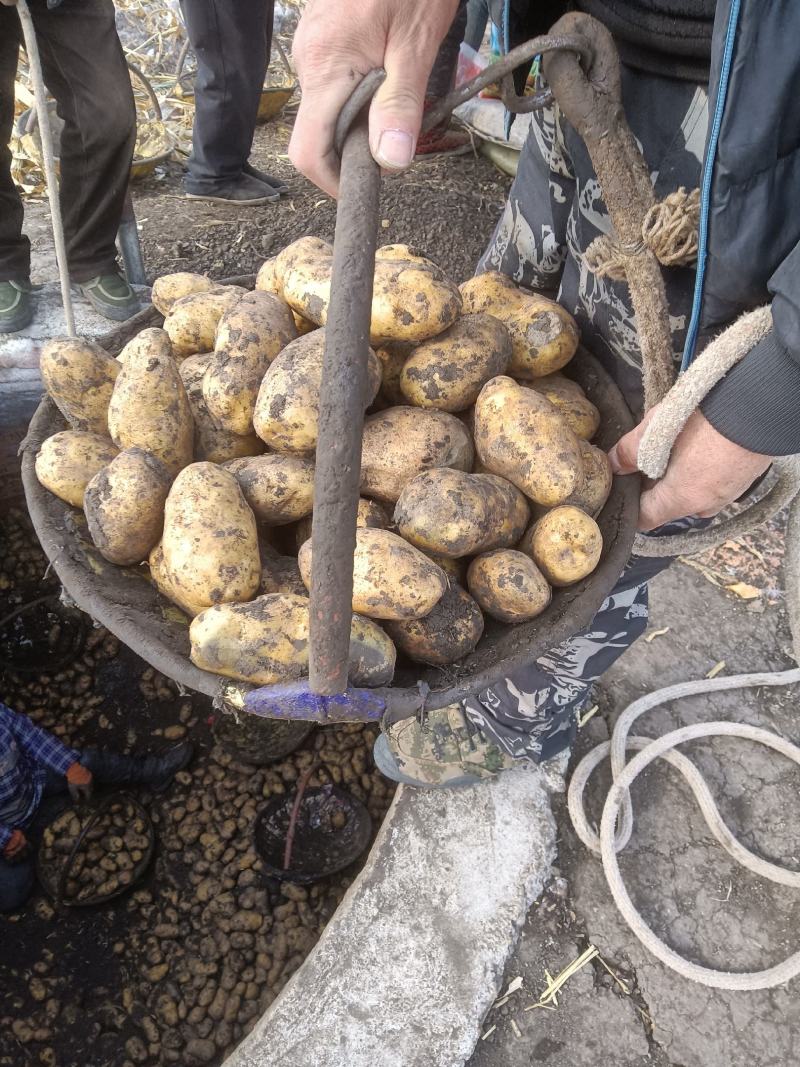 荷兰十五种薯荷兰806种子，荷兰803原种优质脱毒种薯