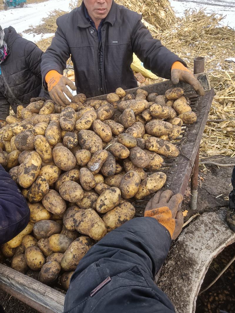 荷兰十五种薯荷兰806种子，荷兰803原种优质脱毒种薯