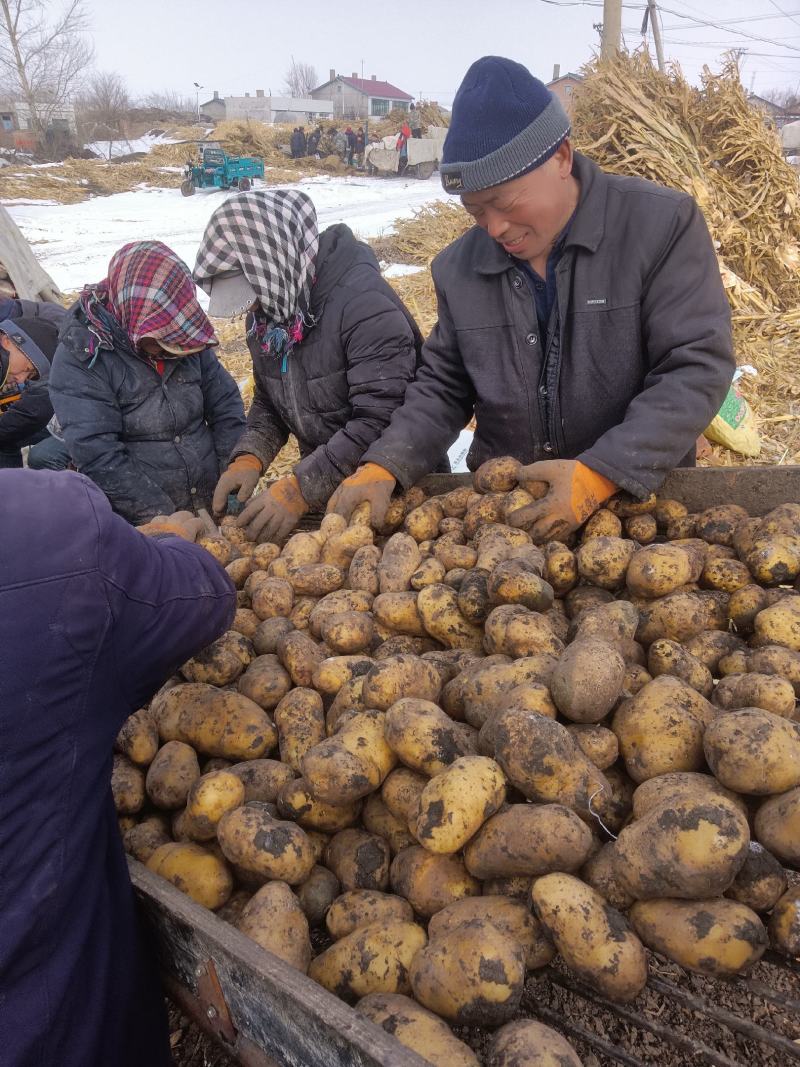 荷兰十五种薯荷兰806种子，荷兰803原种优质脱毒种薯