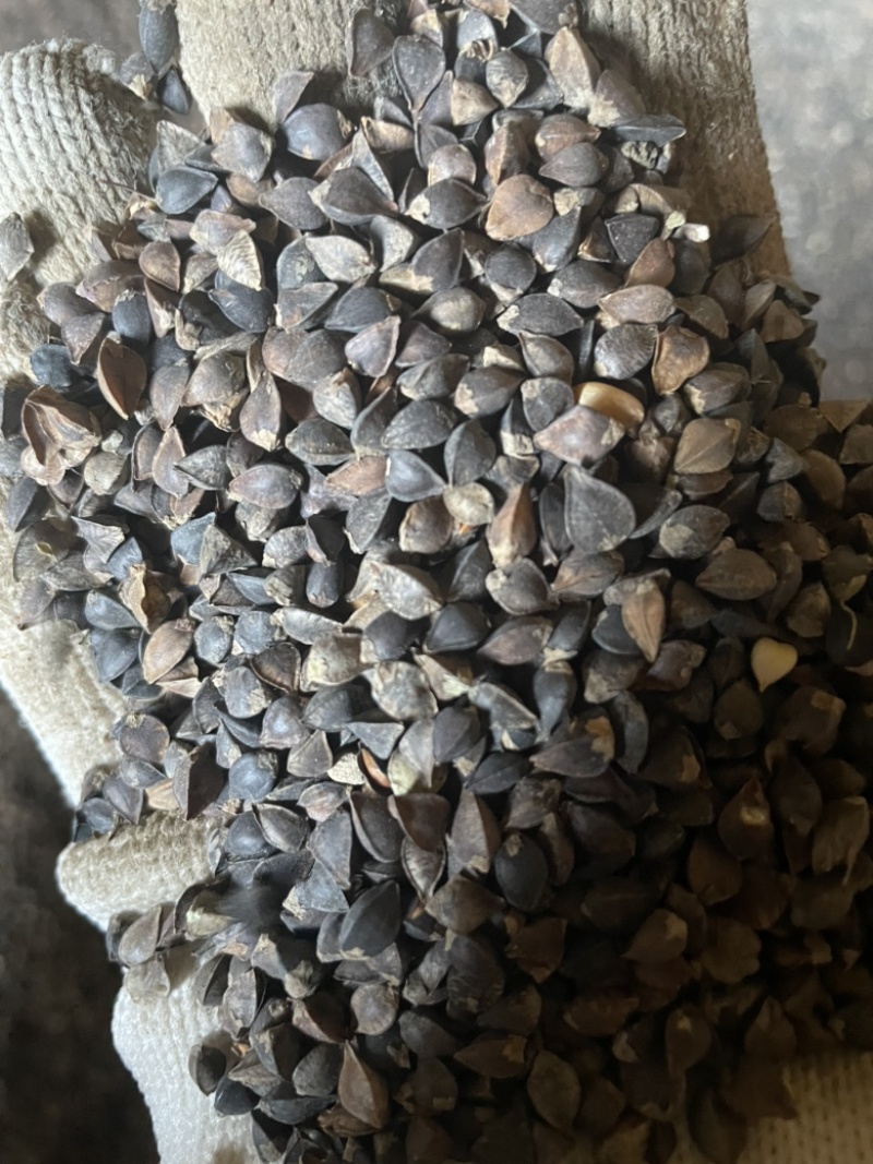 甘肃荞麦颗粒饱满无杂质比重机筛选上车价主营