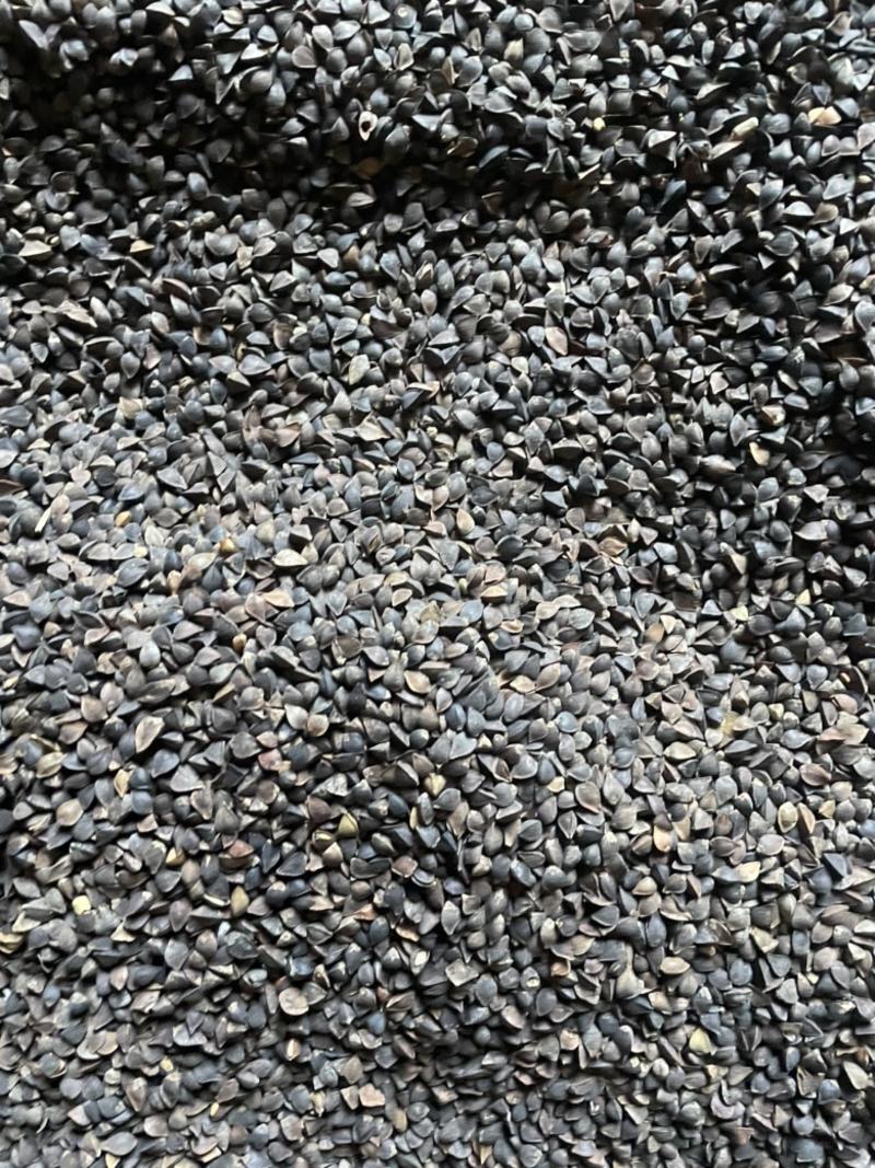 甘肃荞麦颗粒饱满无杂质比重机筛选上车价主营