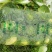 刚上市黄心白菜矮棵3456斤0.45包上车直量好