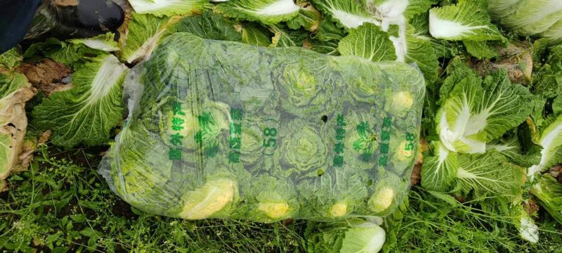 刚上市黄心白菜矮棵3456斤0.45包上车直量好
