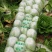 刚上市黄心白菜矮棵3456斤0.45包上车直量好