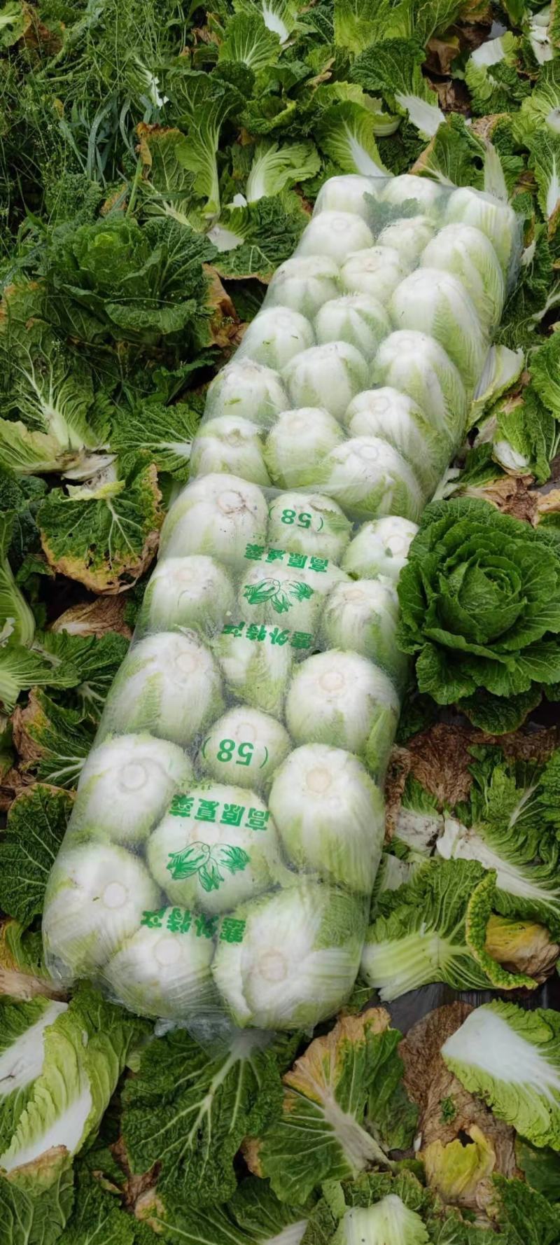 刚上市黄心白菜矮棵3456斤0.45包上车直量好