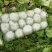 刚上市黄心白菜矮棵3456斤0.45包上车直量好