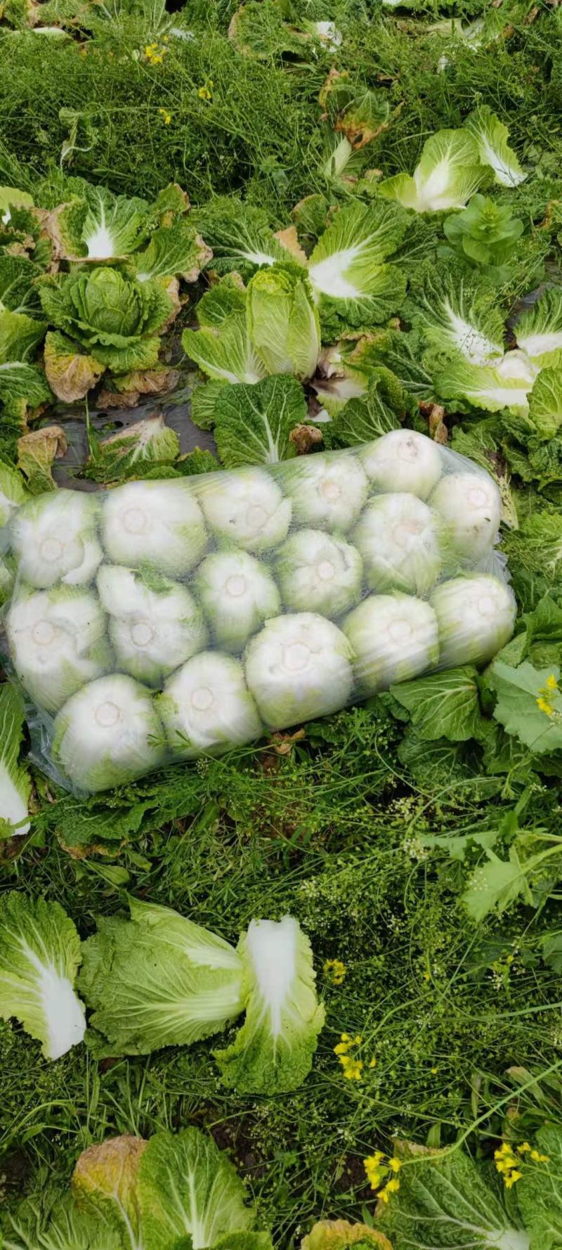 刚上市黄心白菜矮棵3456斤0.45包上车直量好