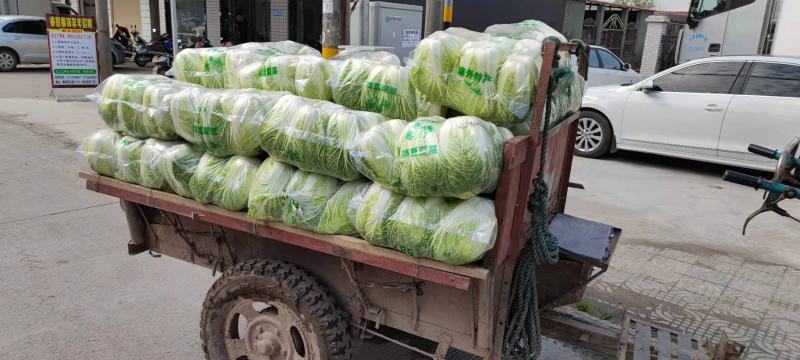 刚上市黄心白菜矮棵3456斤0.45包上车直量好