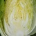 刚上市黄心白菜矮棵3456斤0.45包上车直量好