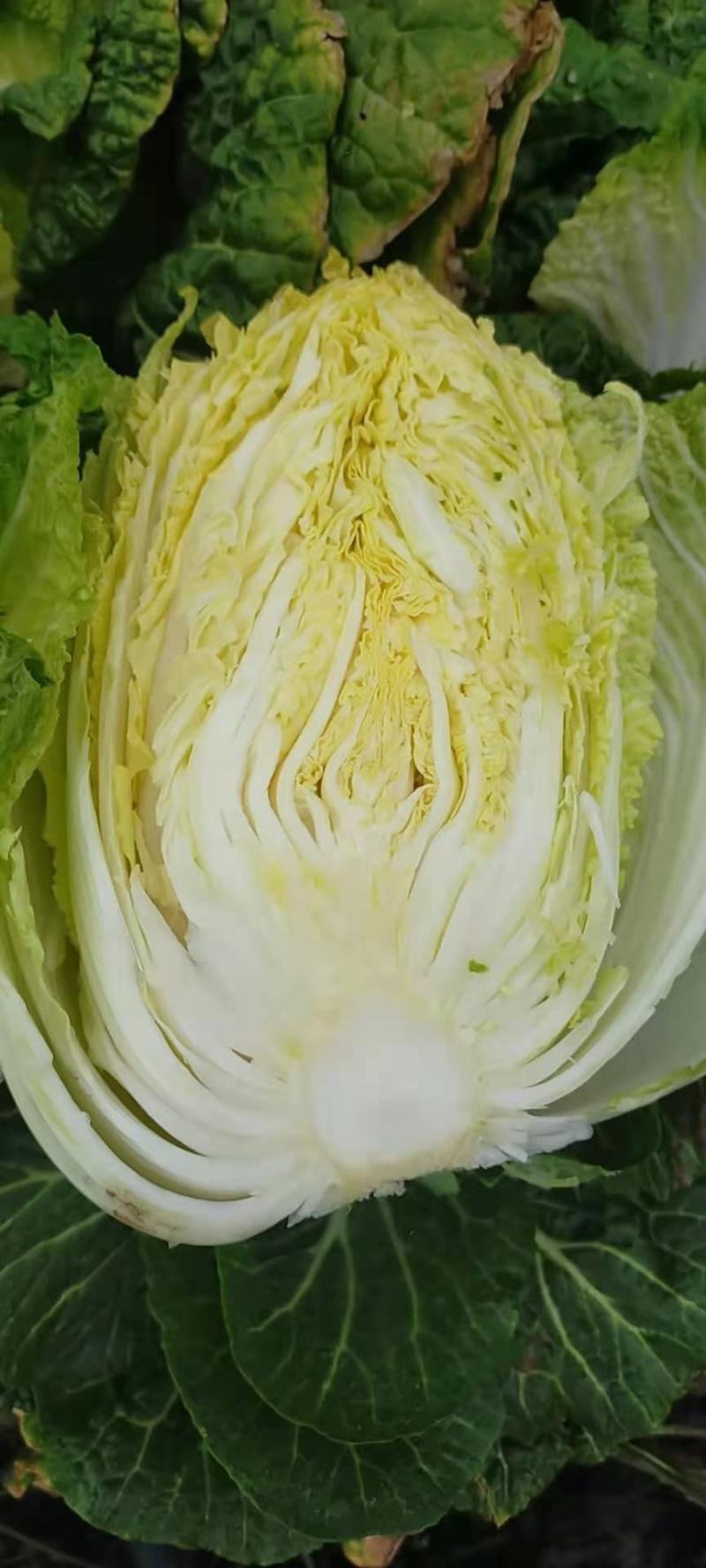 刚上市黄心白菜矮棵3456斤0.45包上车直量好
