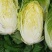 刚上市黄心白菜矮棵3456斤0.45包上车直量好