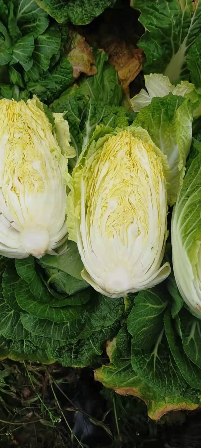 刚上市黄心白菜矮棵3456斤0.45包上车直量好