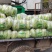 刚上市黄心白菜矮棵3456斤0.45包上车直量好