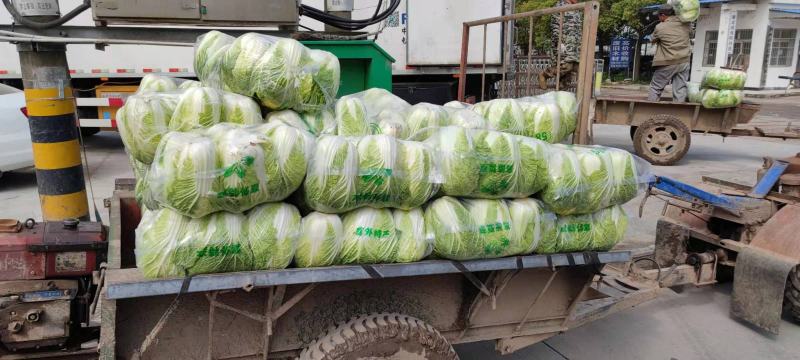 刚上市黄心白菜矮棵3456斤0.45包上车直量好