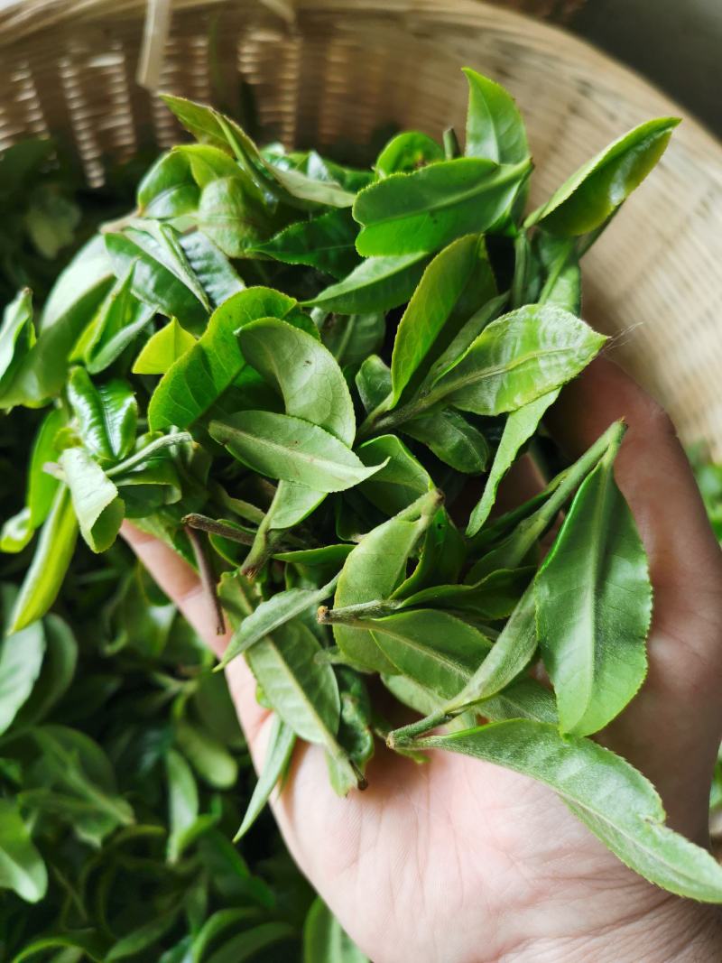 云南普洱生茶布朗山生态龙珠茶500克免费赠送礼盒包装