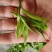 云南普洱生茶布朗山生态龙珠茶500克免费赠送礼盒包装