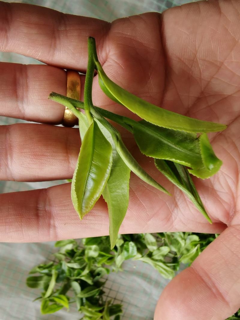 云南普洱生茶布朗山生态龙珠茶500克免费赠送礼盒包装