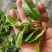 云南普洱生茶布朗山生态龙珠茶500克免费赠送礼盒包装