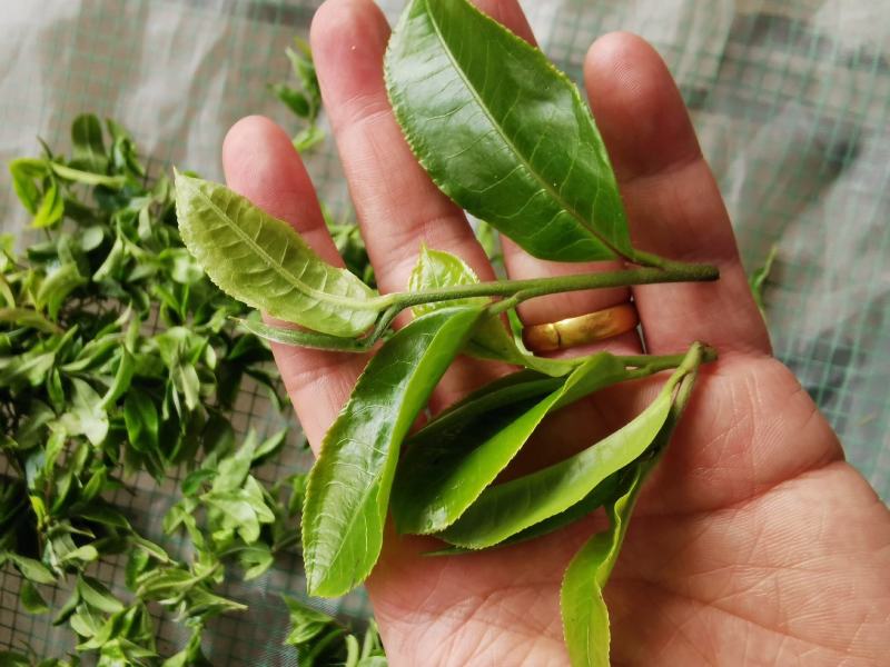 云南普洱生茶布朗山生态龙珠茶500克免费赠送礼盒包装