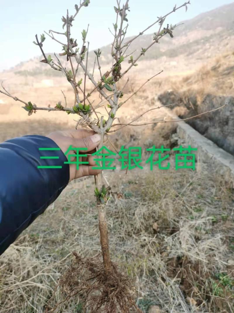 金银花苗子百万颗基地直供海药本草农业科技