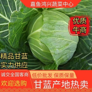 甘蓝，扁包，白菜产地发货，价格优惠，保质保量，来电咨询！