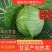甘蓝，扁包，白菜产地发货，价格优惠，保质保量，来电咨询！
