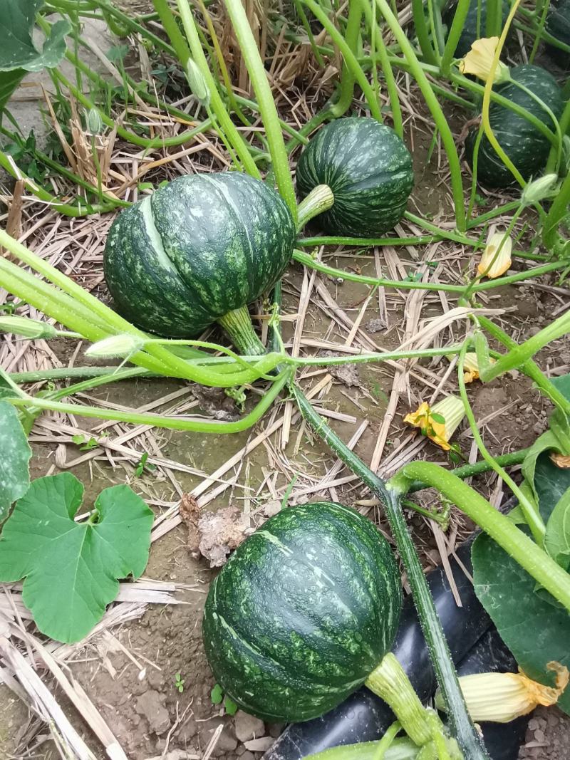 广西北海市板粟南瓜开始上市
