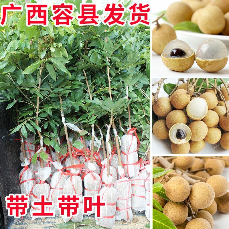 桂圆树苗龙眼黄壳石硖品种包正宗带叶子发货